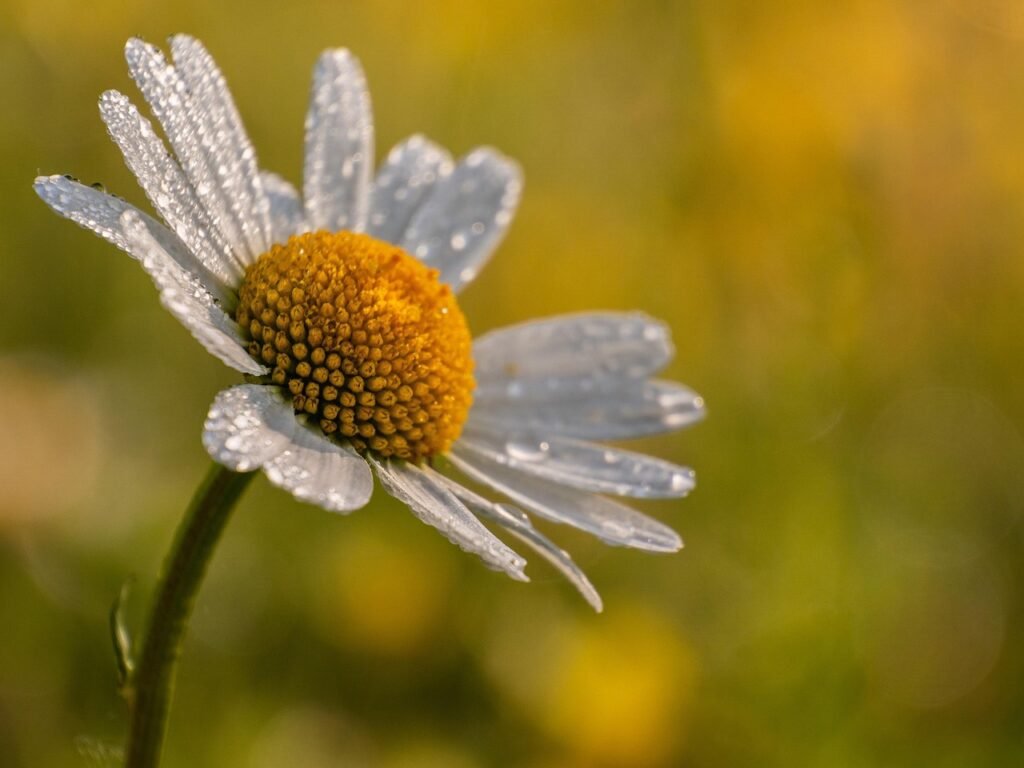daisy, flower, dew, dewdrops, water droplets, beautiful flowers, pollen, nectar, white flower, white petals, white daisy, hd wallpaper, flower background, bloom, blossom, flora, nature, single flower, single daisy, close up, flower wallpaper